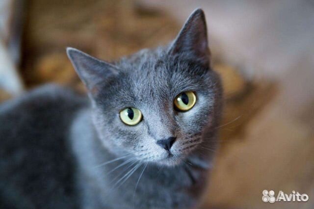 Кошка - красавица