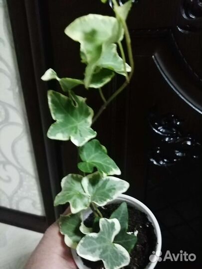 Хедера вариегатная(плющ)