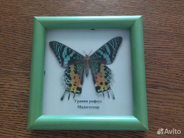 Бабочка в рамке