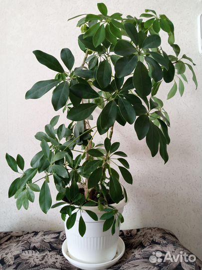 Комнатные цветы шефлера