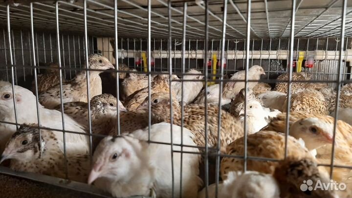 Инкубационное яйцо перепелов