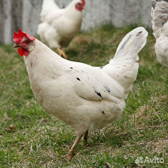 Куры несушки Коралл