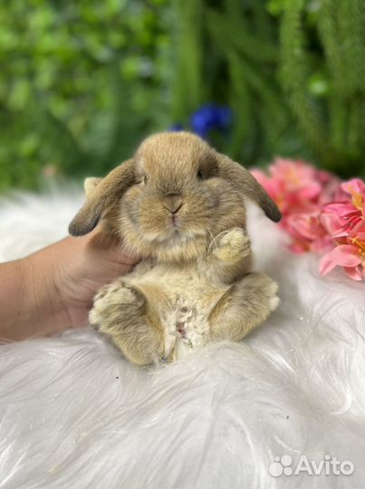 Кролик карликовый ручной
