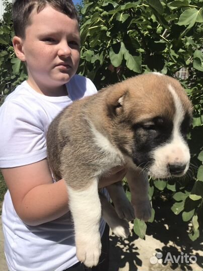 Среднеазиатская овчарка алабай щенки