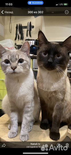 Тайский кот приглашает на вязку