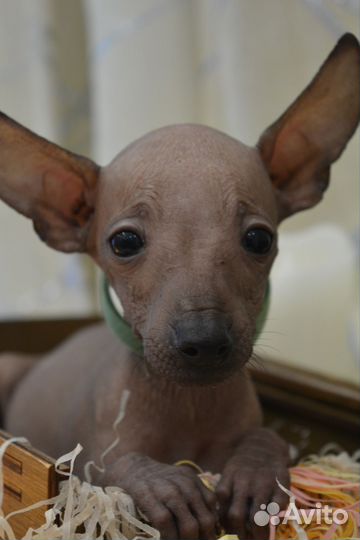 Мачо мексиканской голой мини