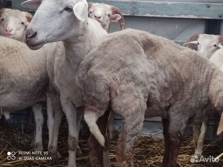 Овцы бараны