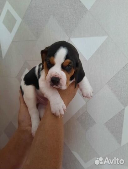 Эстонская гончая щенки