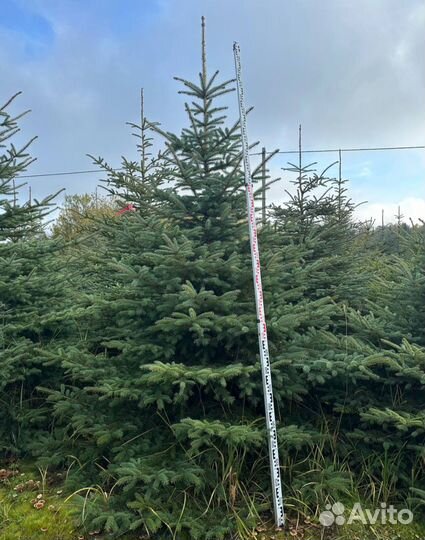 Ели голубые крупномеры