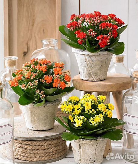 Каланхоэ цветущий