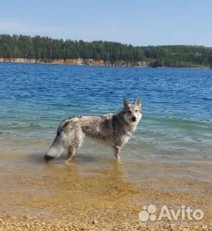 Чехословакая волчья собака (Влчак)