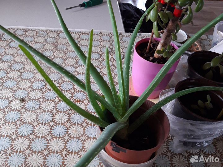 Толстянка, мокрый ванька, алоэ