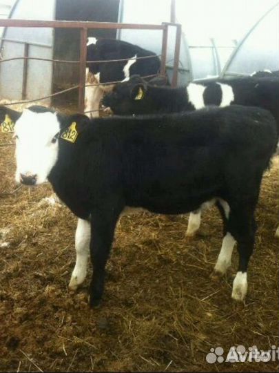 Телята бычки