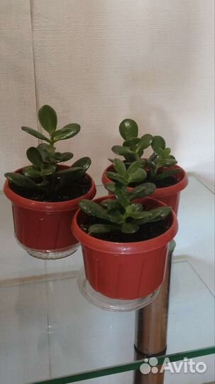 Денежное дерево