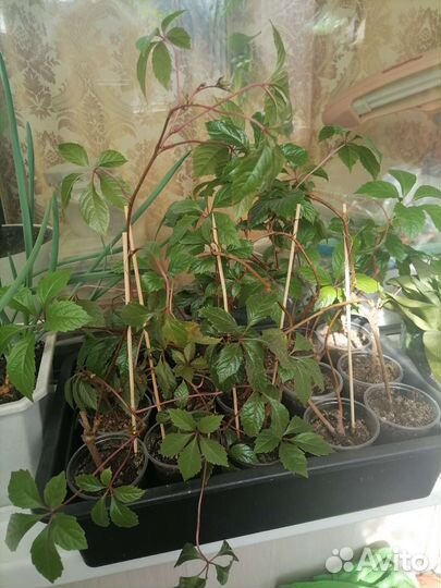 Жимолость Каприфоль, хмель, девичий виноград