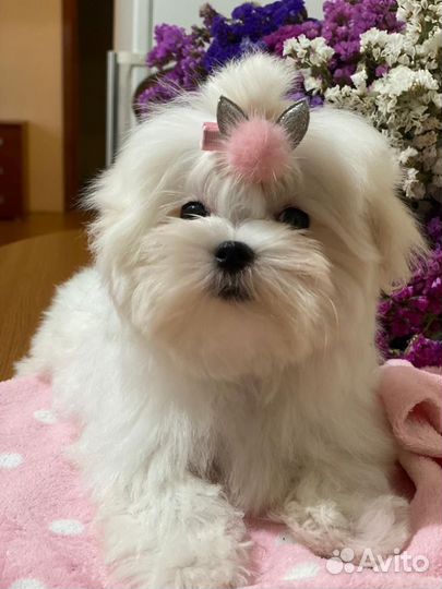 Мальтезе щенок