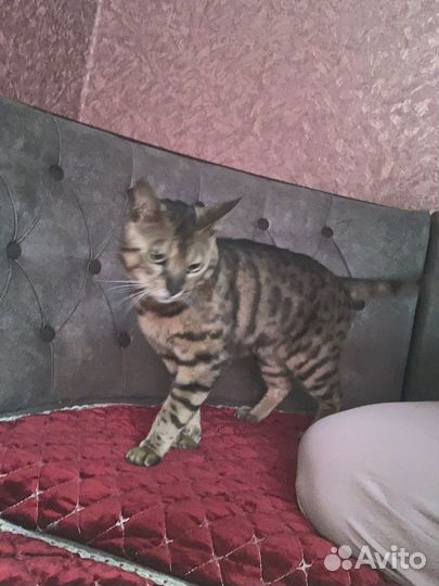 Бенгальская кошка