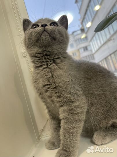 Британские котята