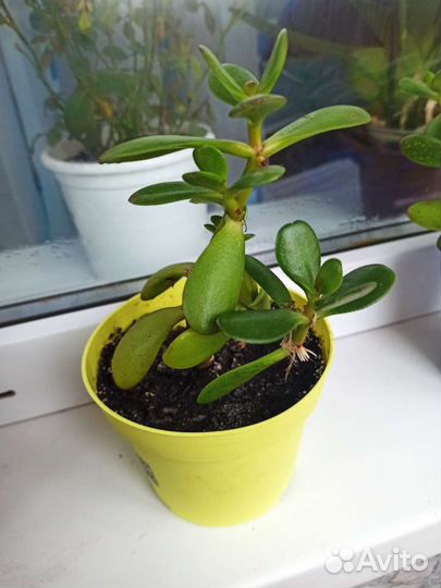 Денежное дерево