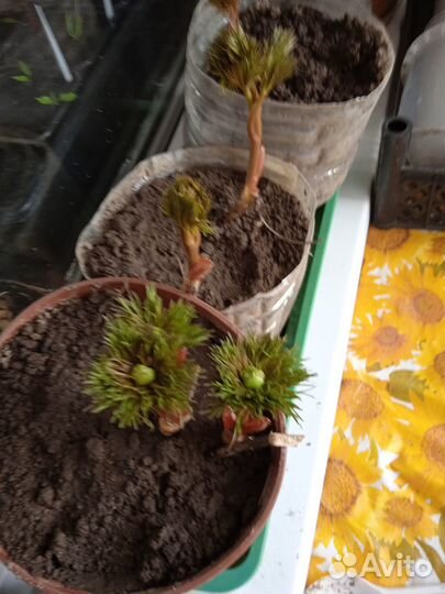 Пион саженцы и деленки