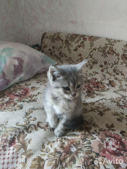 Котята, в добрые руки