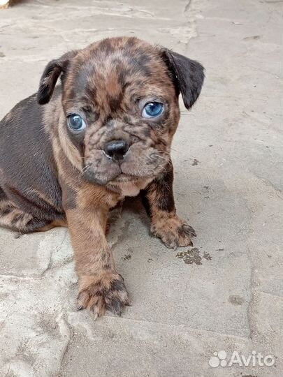 Французский бульдог щенки