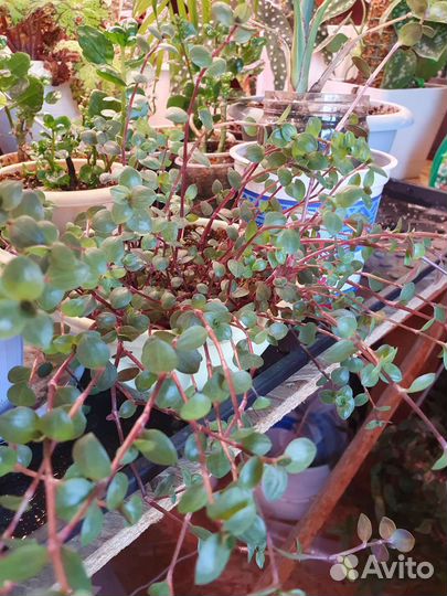 Комнатные цветы фикус Традесканция