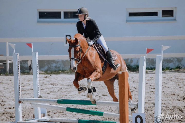 Конные прогулки, Прокат лошади. Пони в тележке