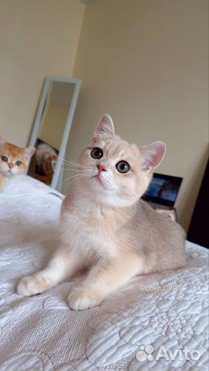 Голубая золотая шиншилла кот