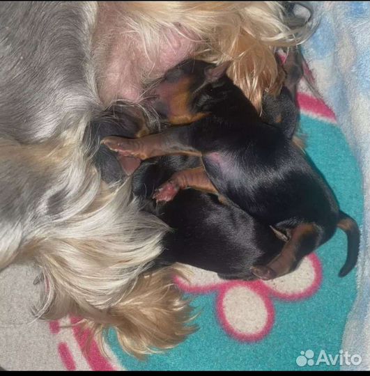 Йоркширский терьер вязка