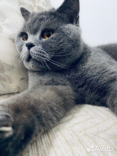 Передержка котов и кошек