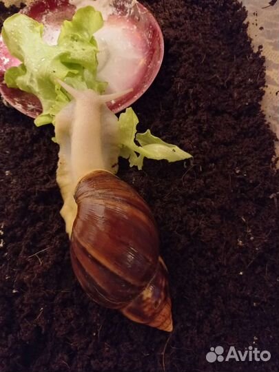 Улитки ахатины альбино