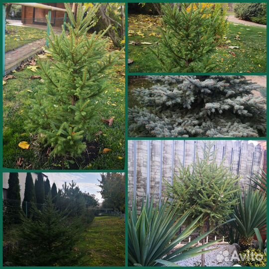 Ель саженцы