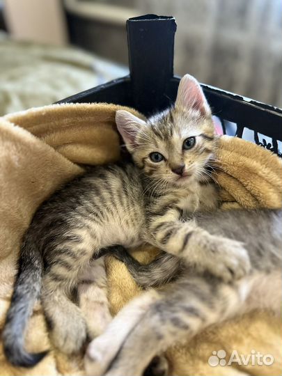 Котенок мальчик в добрые руки