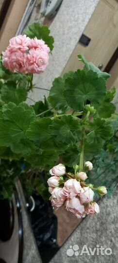 Герань пеларгония зональная