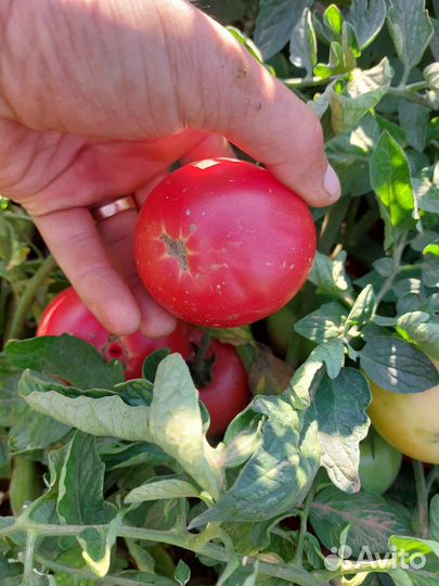 Розовые помидоры