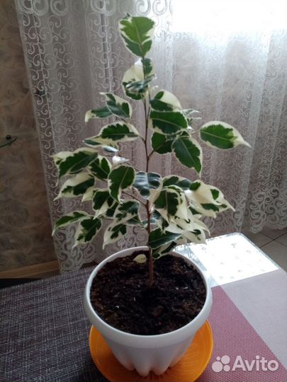 Фикус банджемина