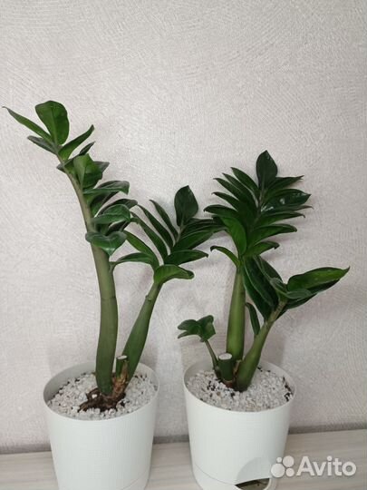 Замиокулькас зензи