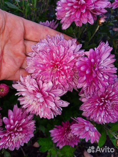 Хризантема