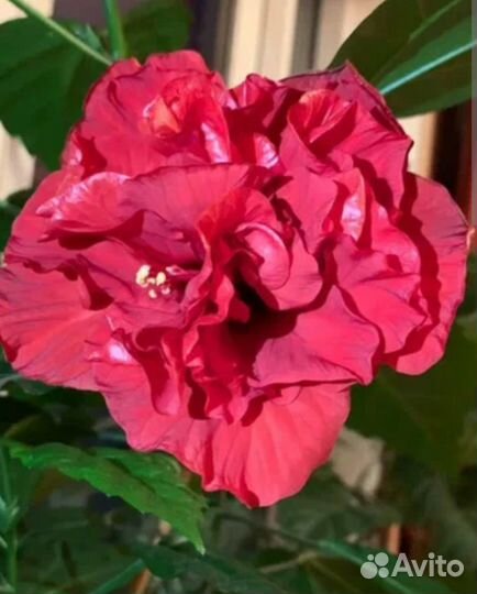 Китайская роза, гибискус