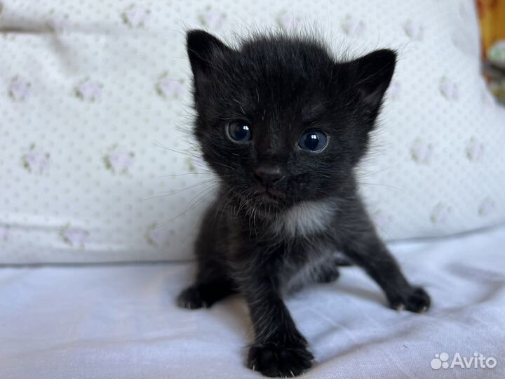 Котята отдам даром