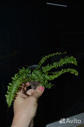 Папоротник нефролепис