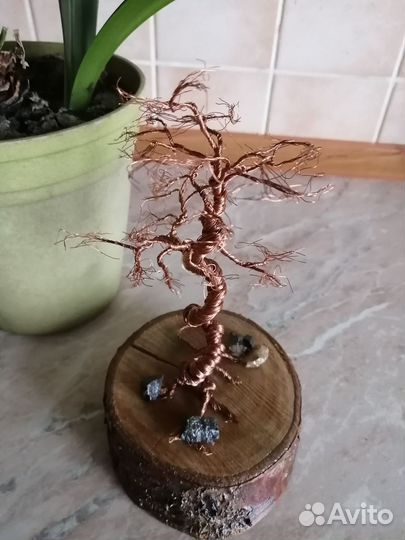 Дерево бонсай