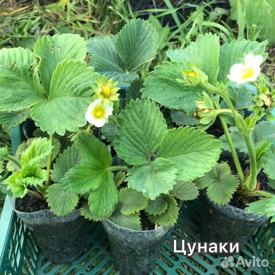 Рассада клубники Цунаки