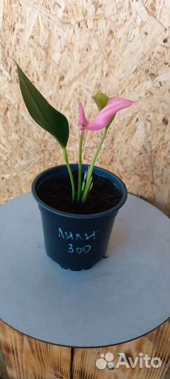 Антуриумы разных сортов