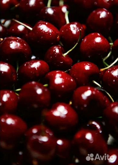Вишня свежая
