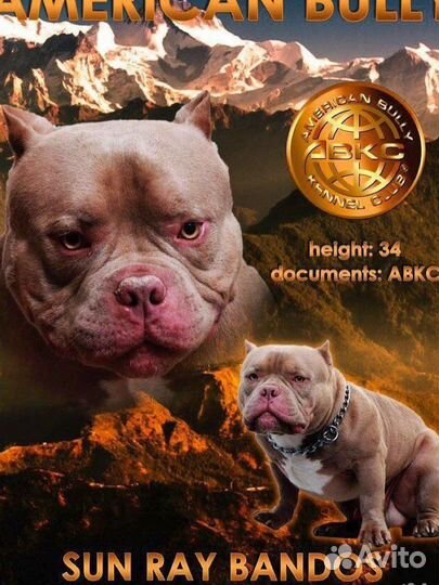 Американский булли вязка