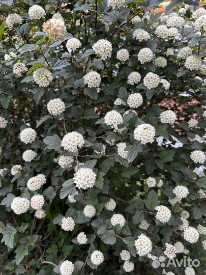 Самшит, пузыреплодник