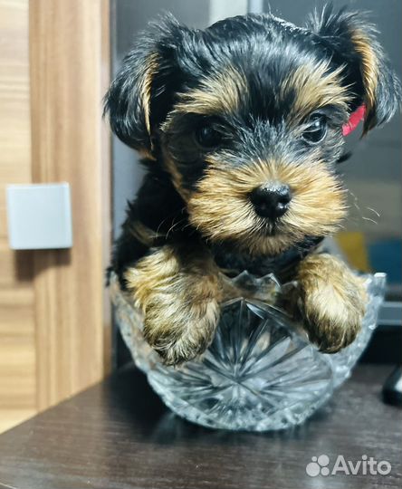 Йоркширский терьер щенок