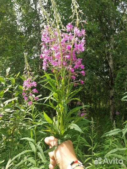 Иван чай ферментированный